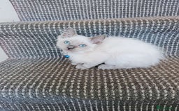 Ragdoll cats for sale: 3 male and 1 female Ragdoll cats for sale - Image 2