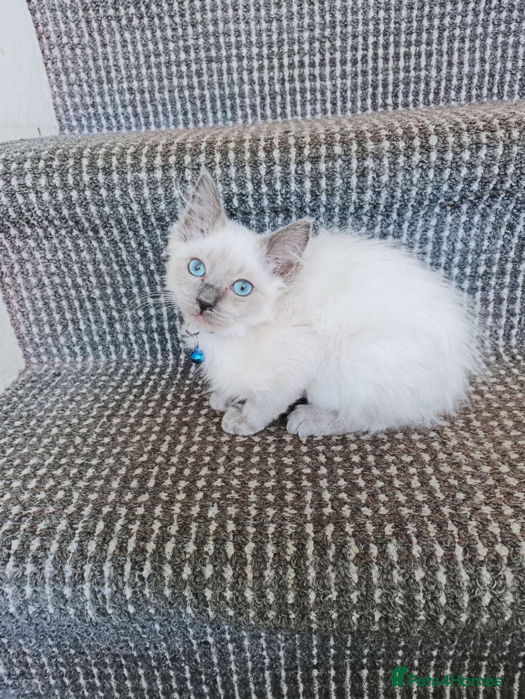 Ragdoll cats for sale: 3 male and 1 female Ragdoll cats for sale - Image 2