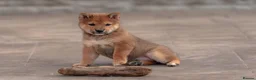 Japanese Shiba Inu dogs for sale: Beautiful Shiba Inu puppies  - Advert 16