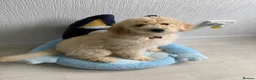Labradoodle dogs for sale: Labradoodle F2 - Advert 5