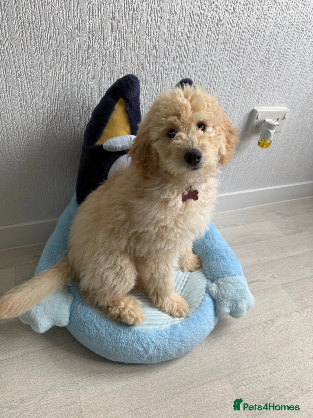 Labradoodle dogs for sale: Labradoodle F2 - Advert 5