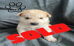 Mixed Breed dogs for sale: Beautiful German Shepherd × ChowXmalamute Puppies - Image 13