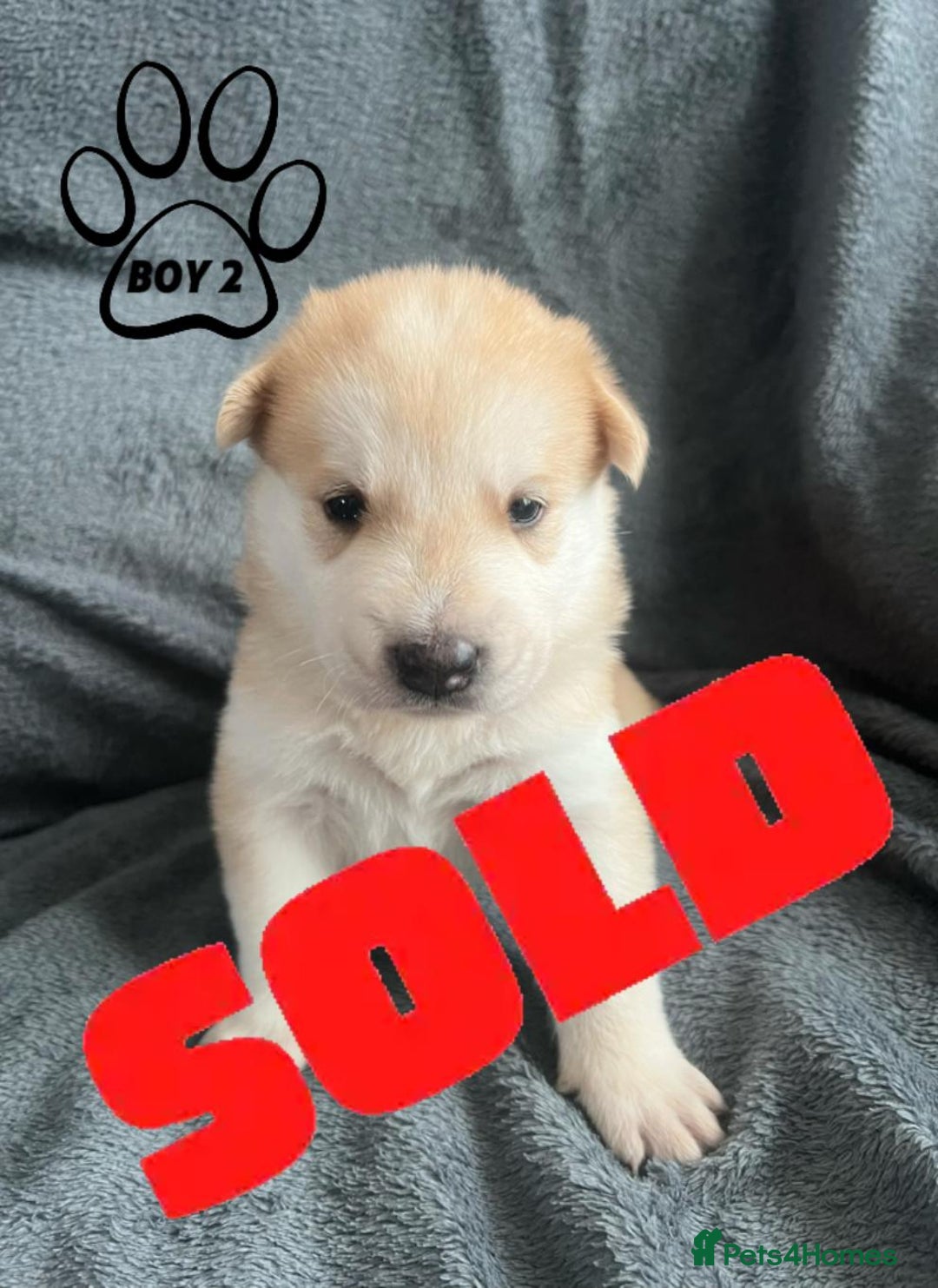 Mixed Breed dogs for sale: Beautiful German Shepherd × ChowXmalamute Puppies - Image 13