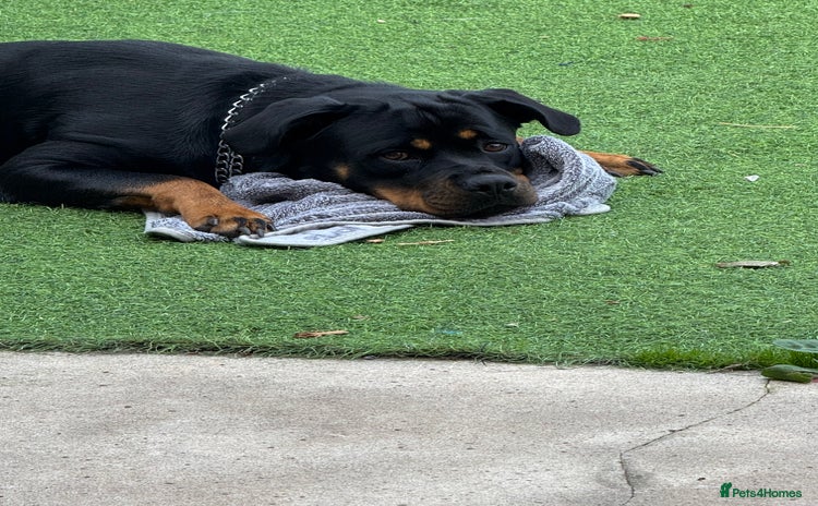 Rottweiler dogs - Advert 2