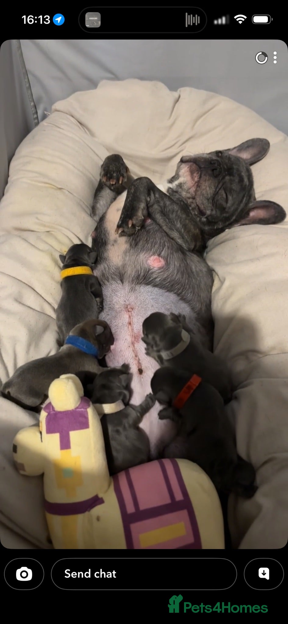 French Bulldog dogs Frenchie pups for sale - Advert 1