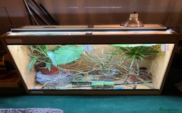 Chameleon reptiles for sale: Yemen Chameleon + Vivarium Setup Kit - Image 14