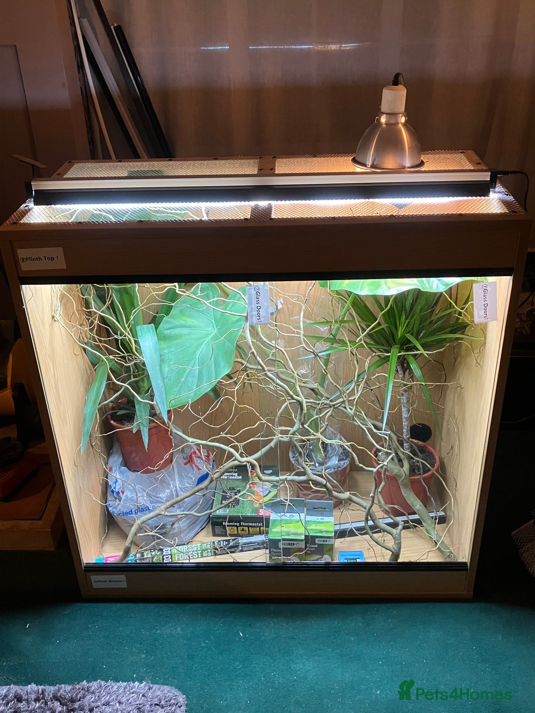 Chameleon reptiles for sale: Yemen Chameleon + Vivarium Setup Kit - Image 14