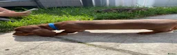 Miniature Dachshund dogs for sale: 2 BEAUTIFUL BOYS READY! - Advert 9