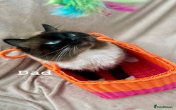 Ragdoll cats for sale: ragdoll kittens - Image 10