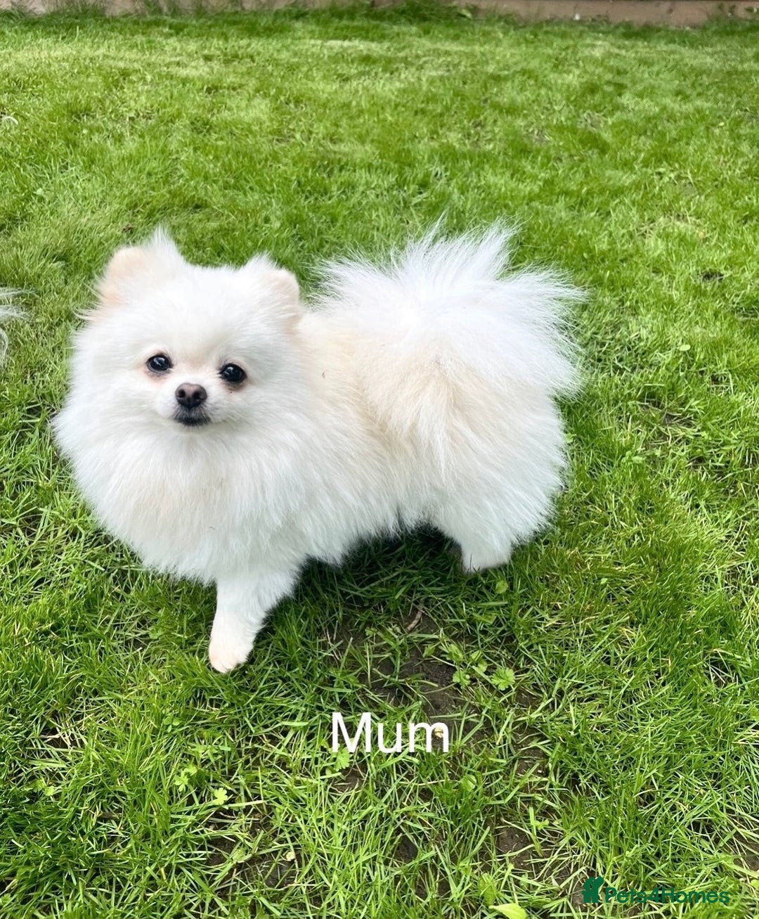 Pomeranian dogs for sale: ❤️‍🔥Very Small Ice White Quality Girl - Image 4