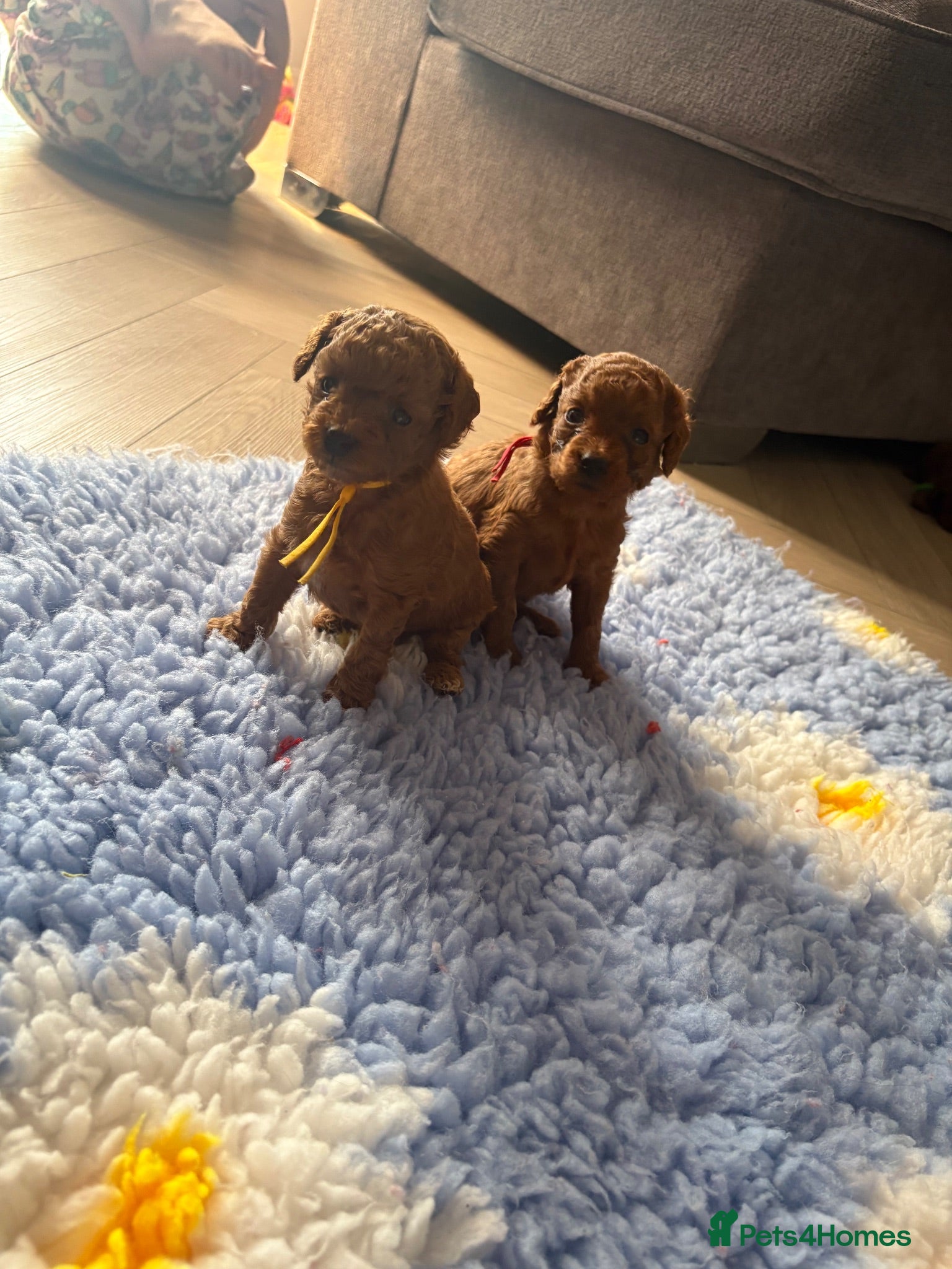 Cavapoo dogs F1BB Toy Cavapoo - Advert 5