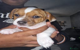 Jack Russell dogs for sale: Reduced £800! Traditional Jack Russell  - Image 3
