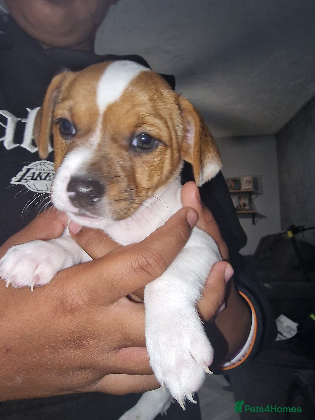 Jack Russell dogs for sale: Reduced £800! Traditional Jack Russell  - Image 3