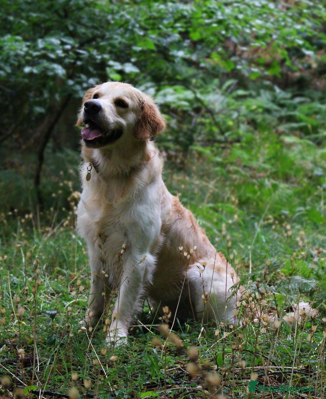 Golden Retriever dogs for stud: KC Cream Golden Retriever Stud - Champion Lines - Advert 6