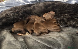 Cockapoo dogs for sale: 🍫🐶 F1b Chocolate Cockapoo Puppies🐶🍫  - Image 9