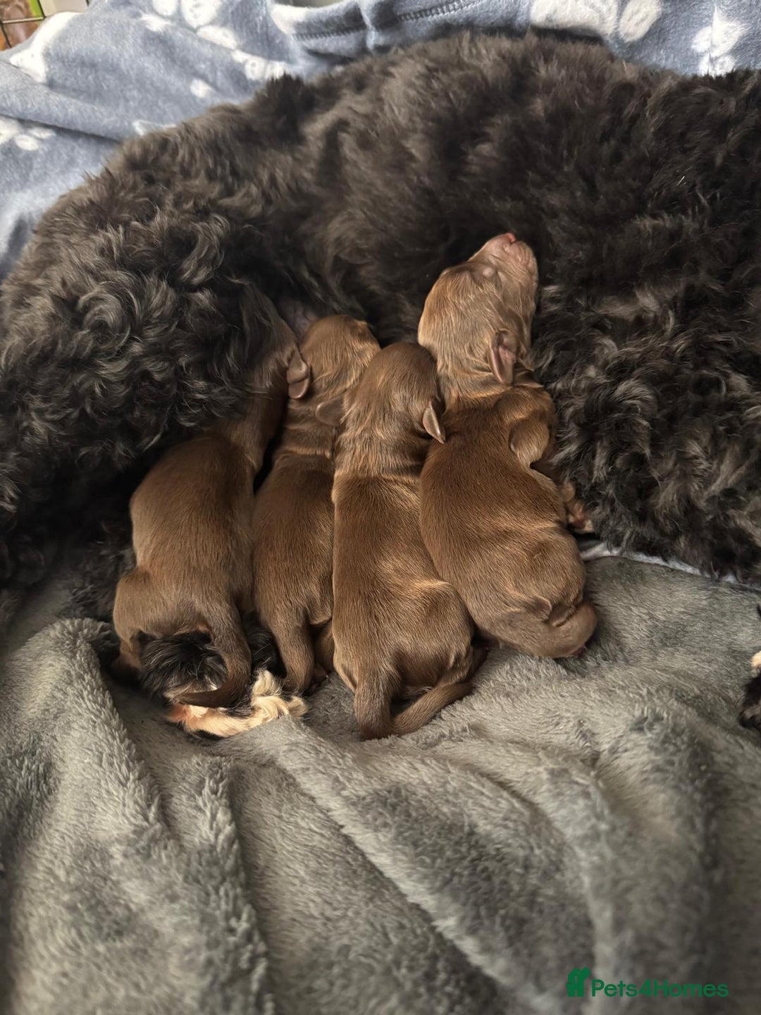 Cockapoo dogs for sale: 🍫🐶 F1b Chocolate Cockapoo Puppies🐶🍫  - Image 9