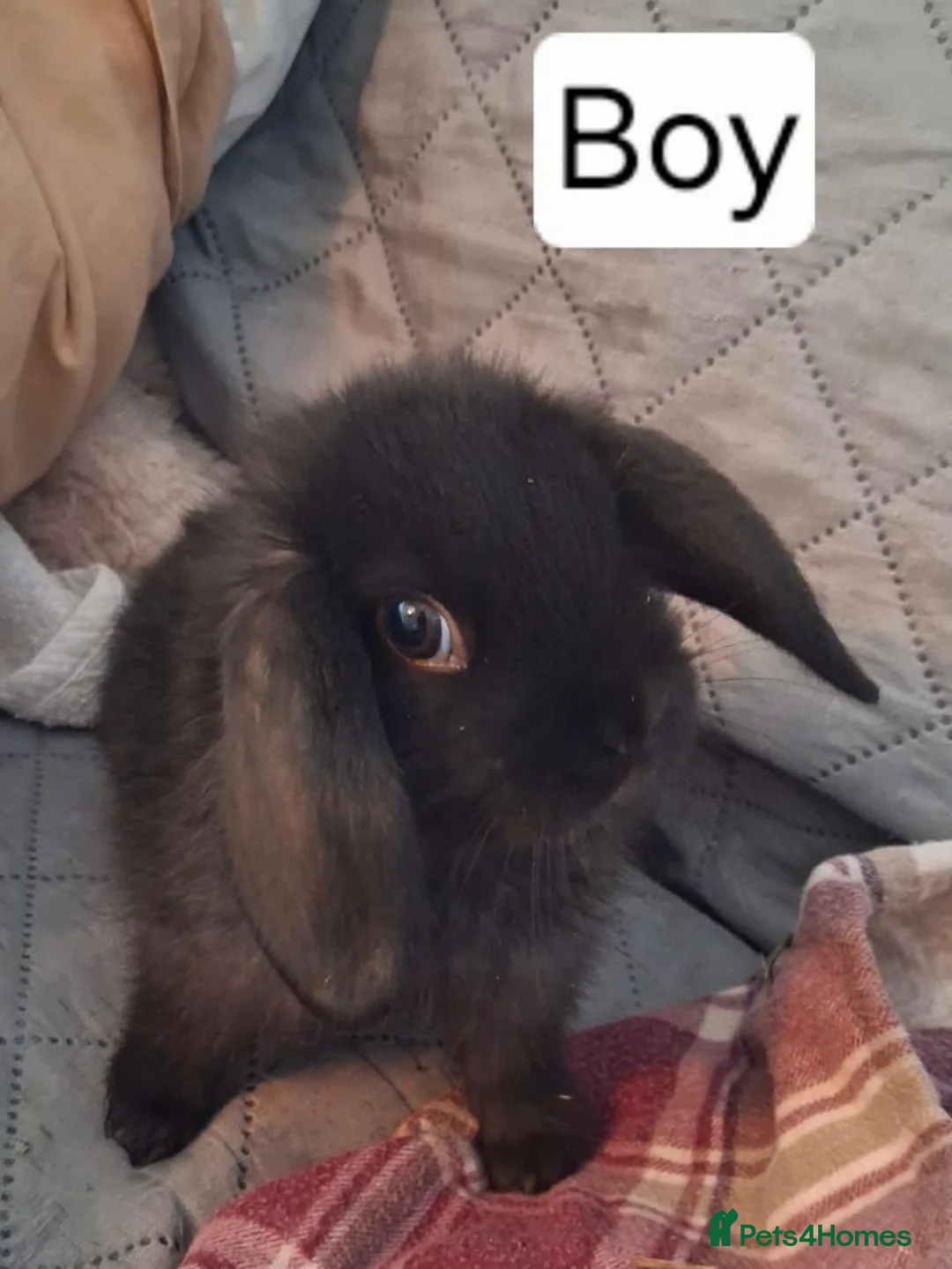 Mixed Breed rabbits for sale: Boy rabbits for sale - Advert 7