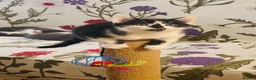 Mixed Breed cats for sale: 5 Beautiful Kittens for Sale mix of LONG - Advert 19