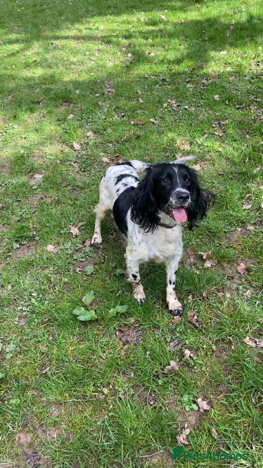 Sprollie dogs Sprollie - Advert 1