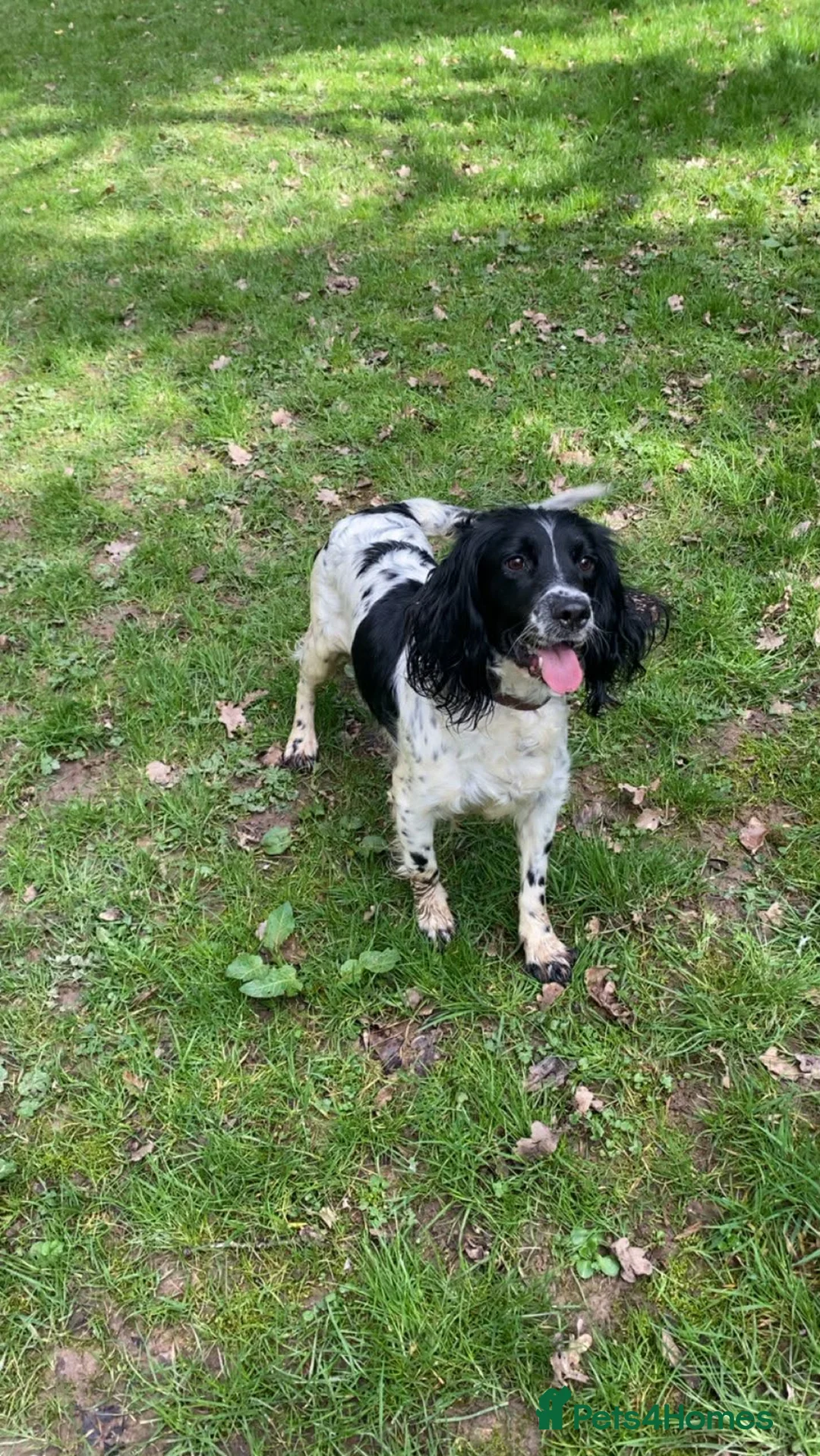 Sprollie dogs for sale: Sprollie - Advert 1