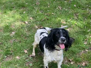 Sprollie dogs Sprollie - Advert 1