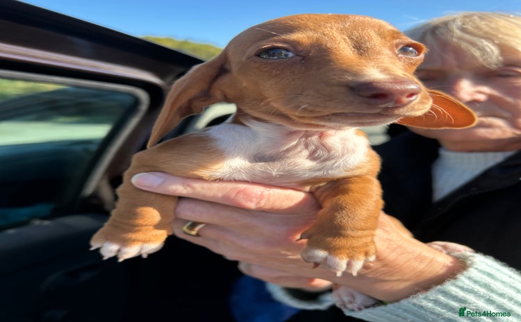 Miniature Dachshund dogs - Advert 3