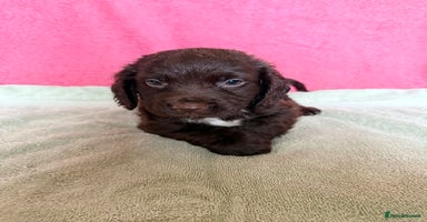 Cocker Spaniel dogs - Advert 9