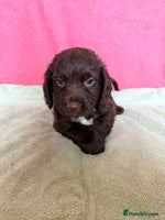 Cocker Spaniel dogs - Advert 15