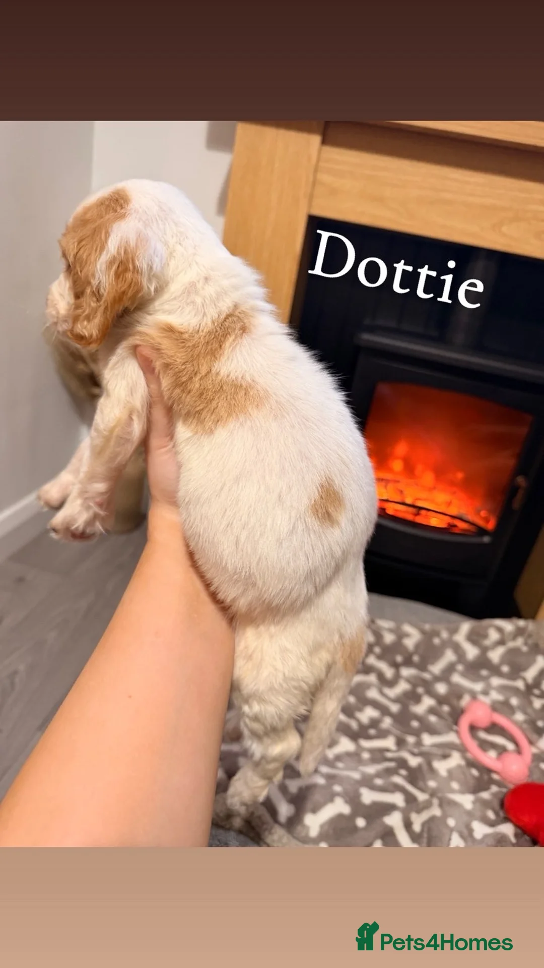 Cocker Spaniel dogs for sale: Cocker spaniel in Omagh - Advert 8