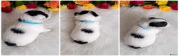 Biewer Terrier dogs for sale: 2 amaizing boys Amorek&Armani - Advert 9