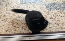 Mixed Breed cats for sale: Beautiful Fluffy Black Female Kitten  - Image 6