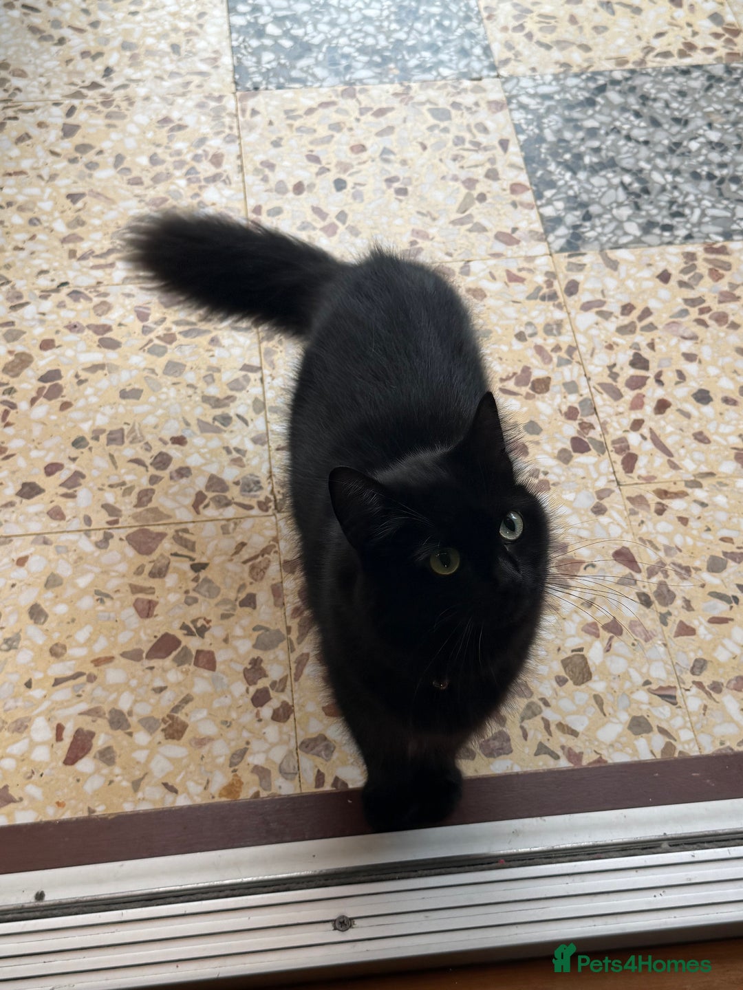 Mixed Breed cats for sale: Beautiful Fluffy Black Female Kitten  - Image 6