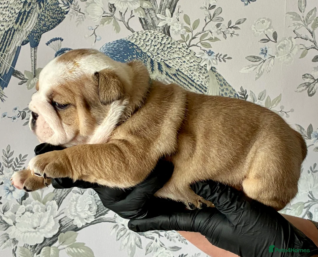 English Bulldog dogs for sale: English Bulldogs - Advert 12