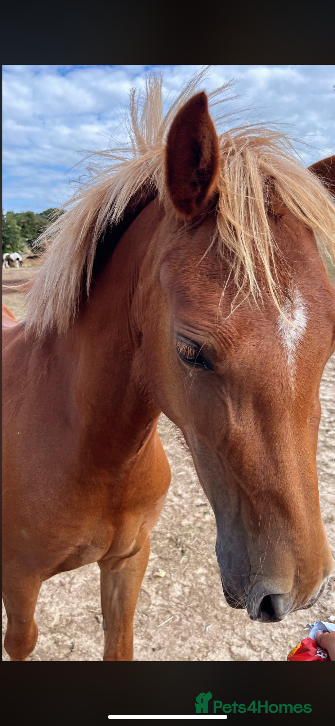 Welsh Section B horses for sale: ELSA🧡 - Advert 14