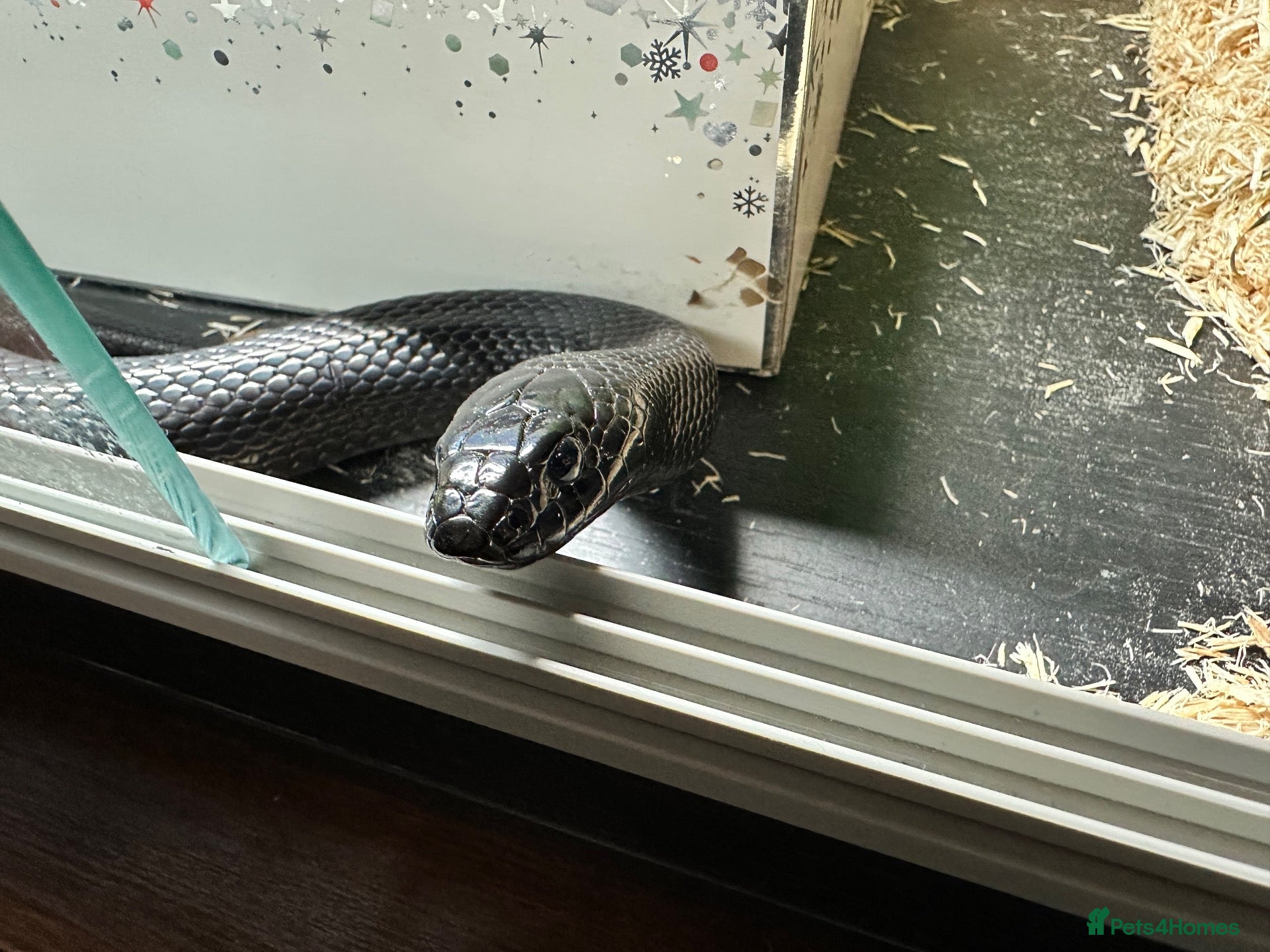 King Snake reptiles Mexican Black King Snake - Advert 5