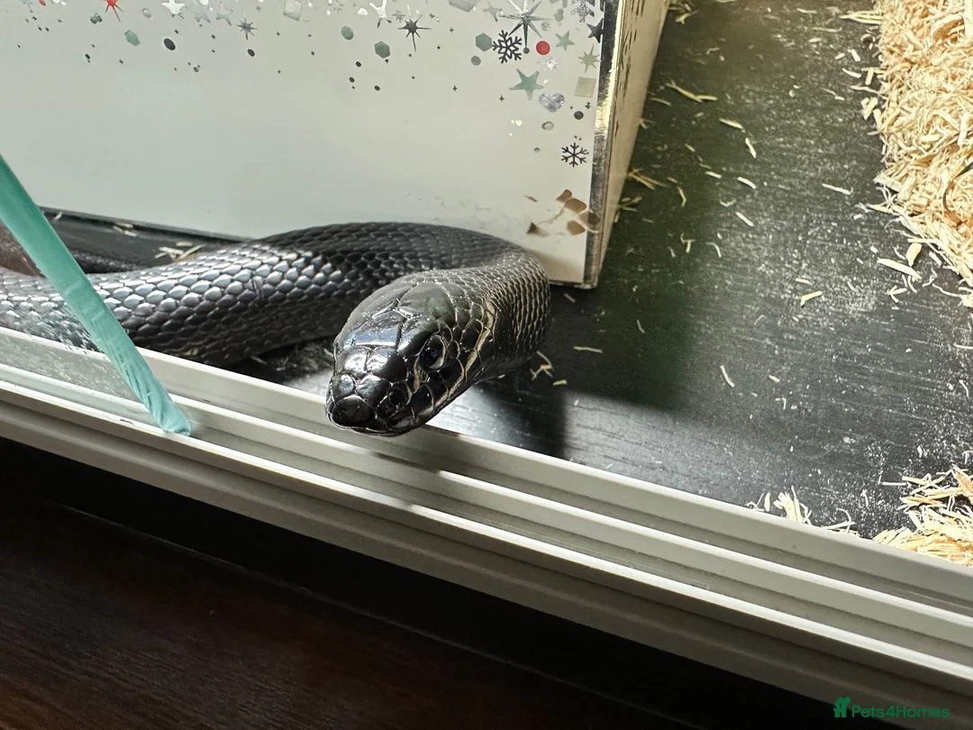 King Snake reptiles for sale: Mexican Black King Snake in Harlow - Advert 1