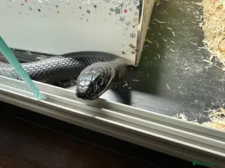 Mexican black king King Snake Reptiles for sale | Pets4Homes