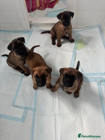 Mixed Breed dogs in Godstone - Advert 7