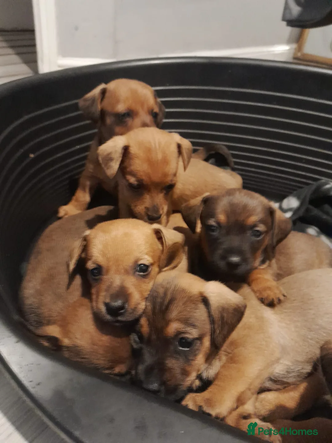 Mixed Breed dogs for sale: Cairn terriers - Advert 20