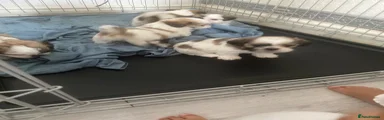 Shih Tzu 1