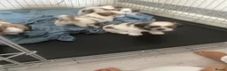 Shih Tzu dogs for sale: Hello shih tzu puppies  - Advert 1