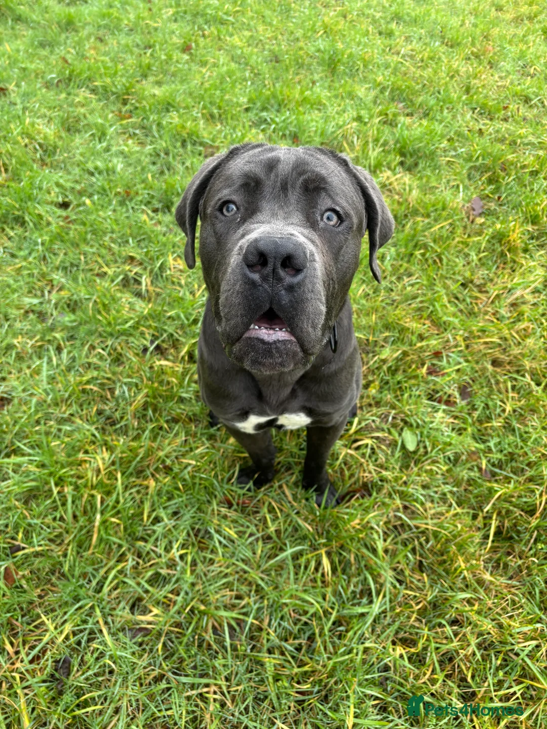 Cane Corso dogs for sale: Male cane corso (Blue) - Advert 5