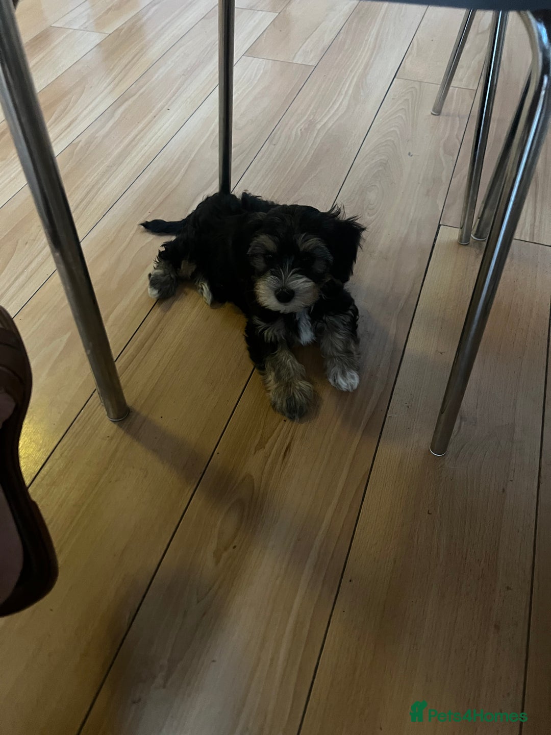 Maltese dogs for sale: bichon meltese  - Image 9