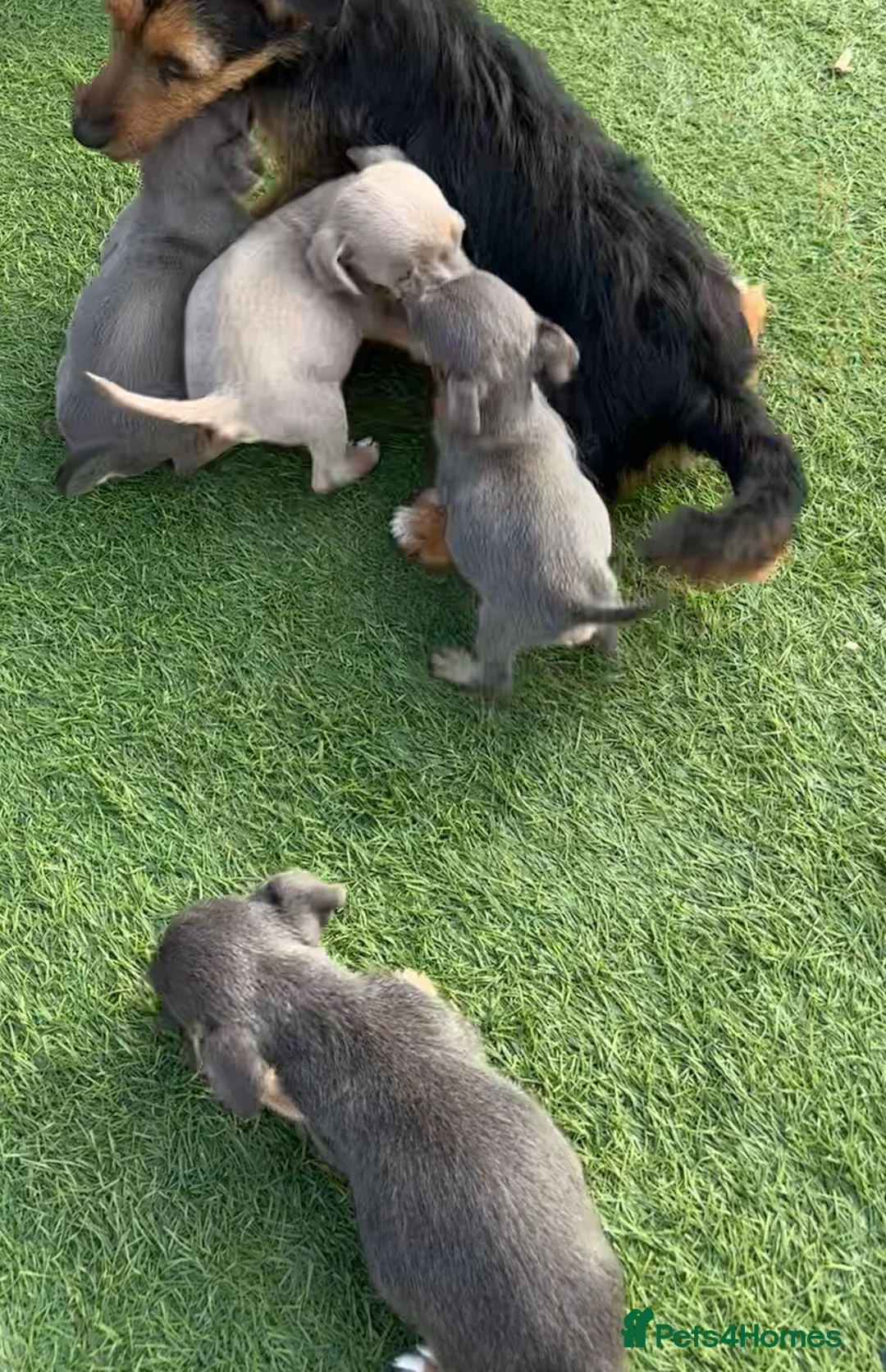 Jack Russell dogs for sale: Jack Russell puppies !!! - Advert 6