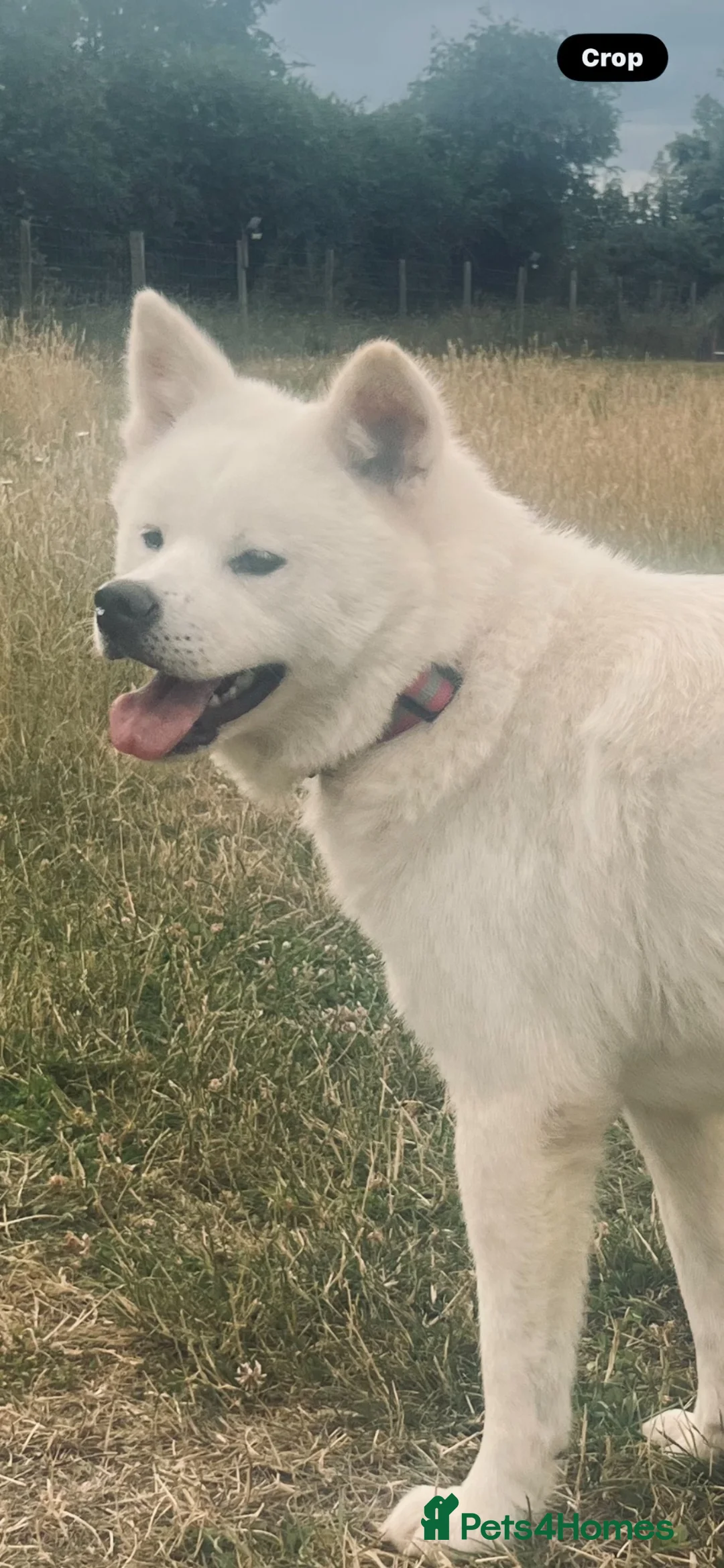 Japanese Akita Inu dogs for sale: Quality kc reg male pup - Advert 2