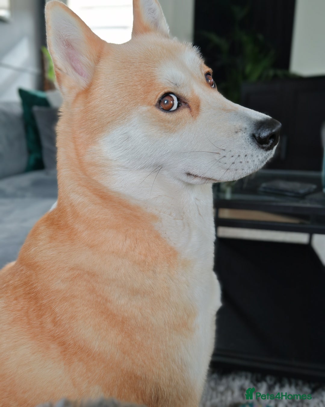 Mixed Breed dogs for sale: Mocha - Image 8