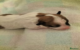 Mixed Breed dogs for sale: Cute litter of puppies  - Image 6
