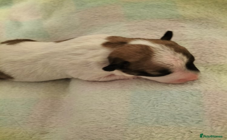 Mixed Breed dogs - Advert 7