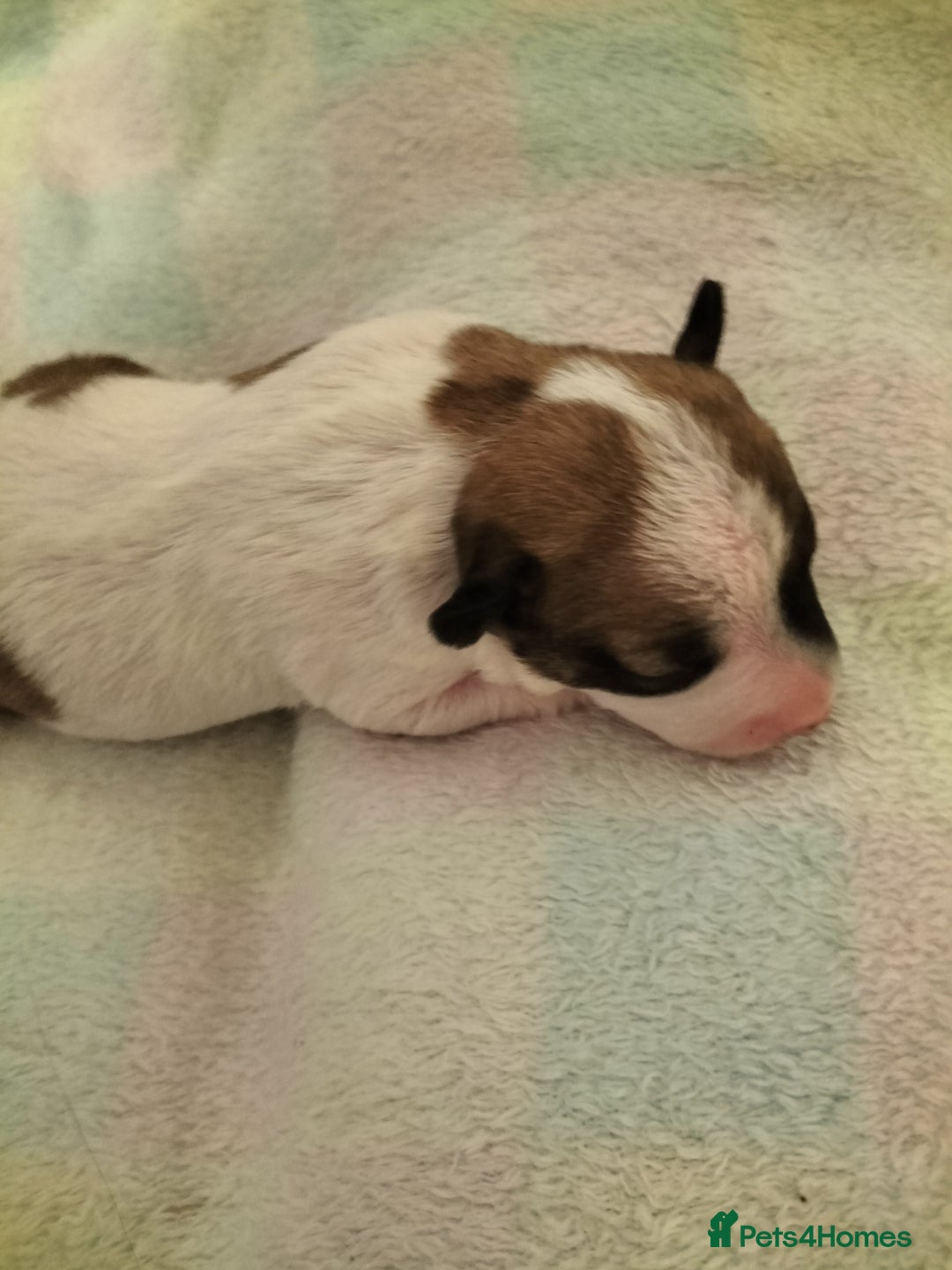 Mixed Breed dogs for sale: Cute litter of puppies  - Image 6