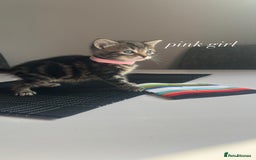 Mixed Breed cats for sale: beautiful, fluffy, tabby litter of 6 kittens - Image 7